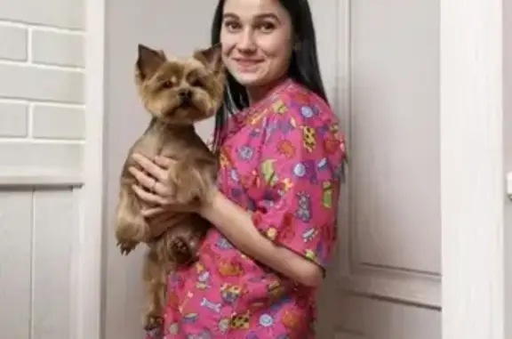 Собаки потеряшки, Калининград, фото: Потеряшка собака на ул. Мусоргского 19, Калининград