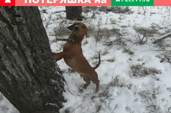 Пропала собака Такса в Оренбургской области