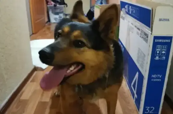 Найдена ласковая собака на Вертковской, ищем хозяев
