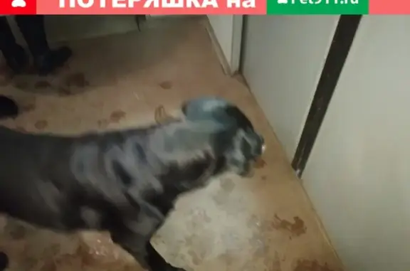 Найдена собака Лабрадор в Правдинском посёлке, Московская область