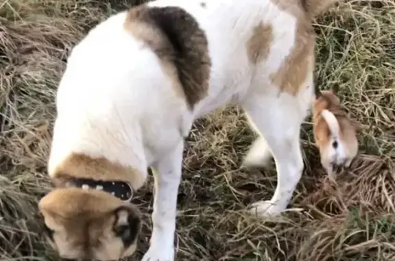 Пропала собака Гюрза в д. Потапово, Калужская область