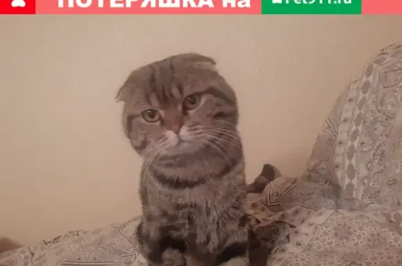 Кошки потеряшки, Казань, фото: Потеряшка кот на проспекте Победы, Казань