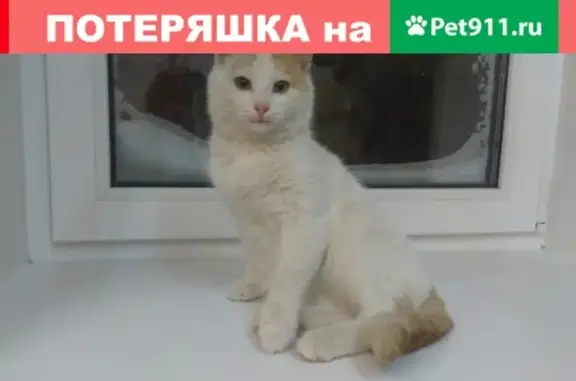 Пропала кастрированная кошка на ул. Спартака, 8 (Саратов)