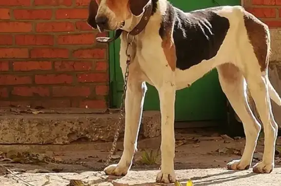 Пропала собака Берта в Шахтах