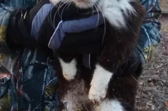 Найдена кошка в парке М. Ашмана, Калининград