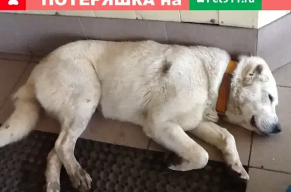 Пропала собака в Одинцовском районе МО, нужна помощь!
