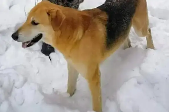 Собаки потеряшки, , фото: Потеряшка собака в Иевлево, Московская обл.