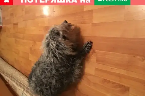 Найдена собачка в п. Абабурово, Внуково
