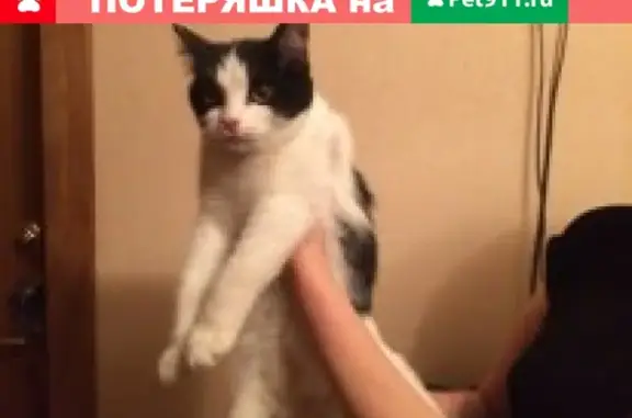 Найдена кошка в Ижевске