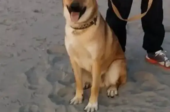 Собаки потеряшки, , фото: Потеряшка собака Дюк возле Тургеневского моста