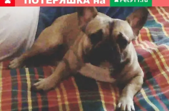 Пропала собака в Ставрополе: Французский бульдог, девочка, 1 год.