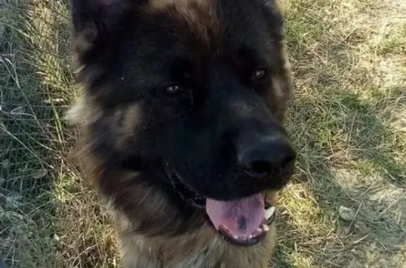 Собаки потеряшки, Анапская, фото: Потеряшка собака: помогите найти