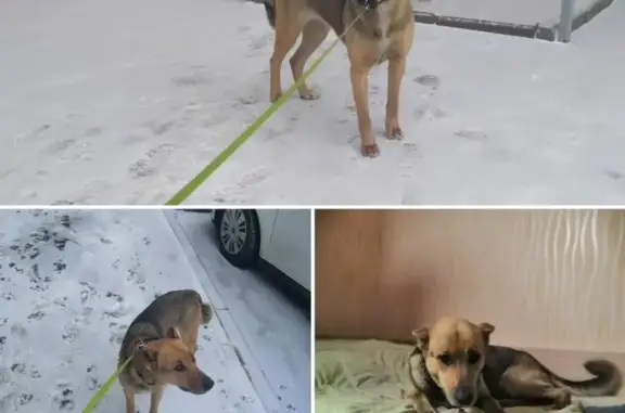 Найдена собака в Иваново ищет дом!