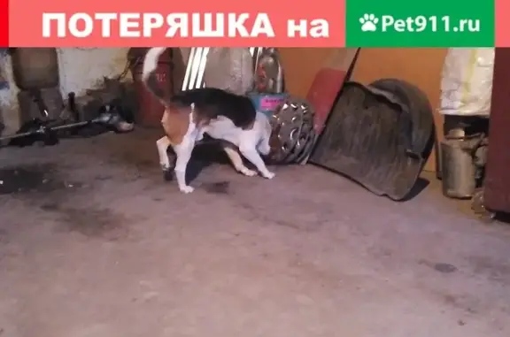 Пропала охотничья собака в Изобильненском районе Ставропольского края