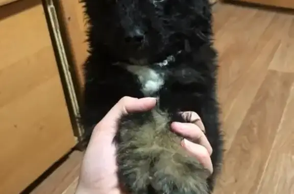 Найдена собака Чудо, ищет дом в Москве (1,5 месяца)