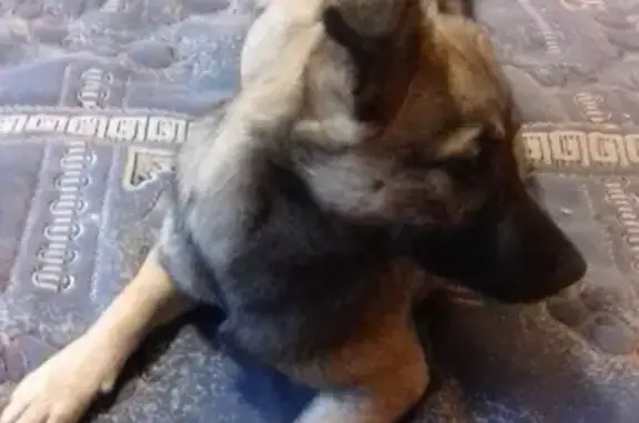 Найдена молодая собака в районе жби, Екатеринбург