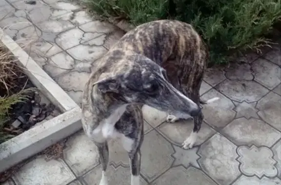 Собака найдена в селе Вареновка, Ростовская область