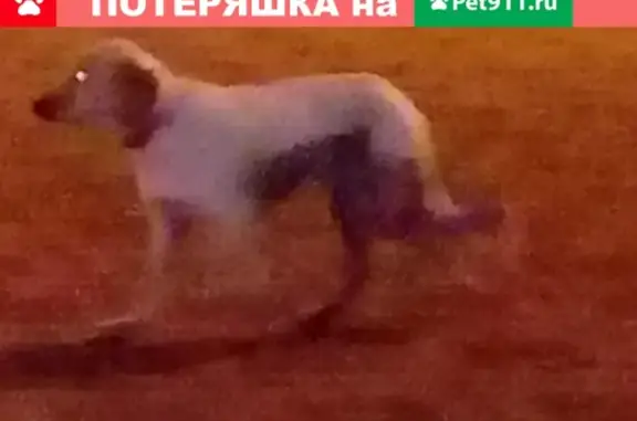 Найдена собака возле метро Бутырская, Москва