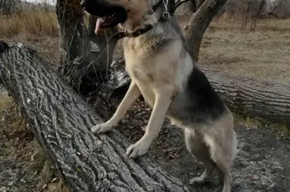 Собаки потеряшки, Ульяновск, фото: Потеряшка сука Айра на ул. Полбина, нужна помощь! (39 символов)