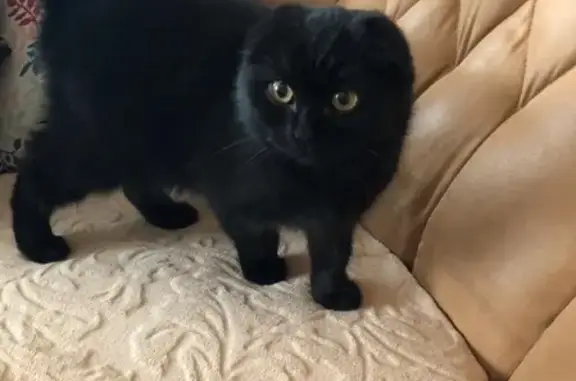 Найдена чёрная веслоухая кошка в Энгельсе