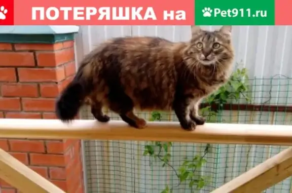 Пропала кошка в СНТ Рябина, возраст 7 лет, кличка Масюша
