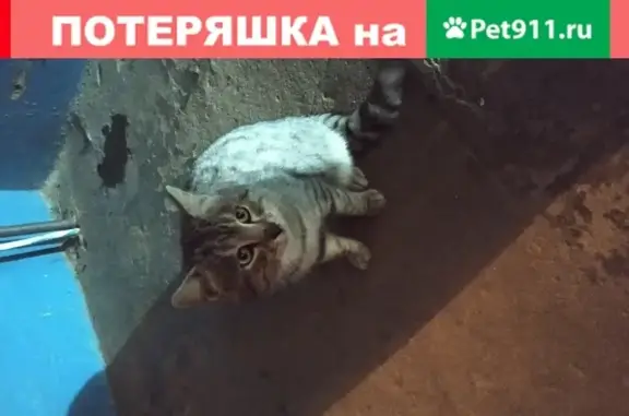 Найден кот в Волгограде