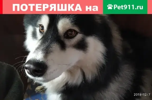 Пропала собака в Воронежской области, помогите найти!