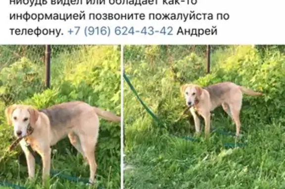 Пропала собака в д. Колычово, Русская гончая