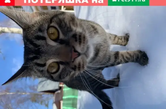 Кошки потеряшки, Санкт-Петербург, фото: Потеряшка кошка в СНТ Луначарского, 39