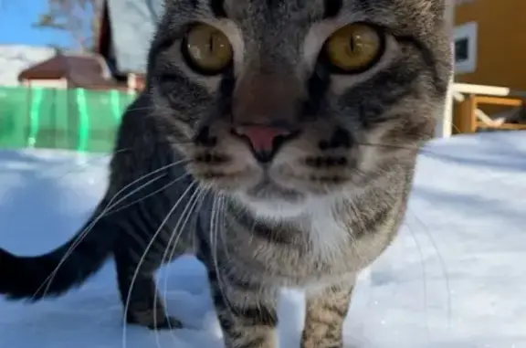 Кошки потеряшки, Санкт-Петербург, фото: Потеряшка кошка в СНТ Луначарского, 39