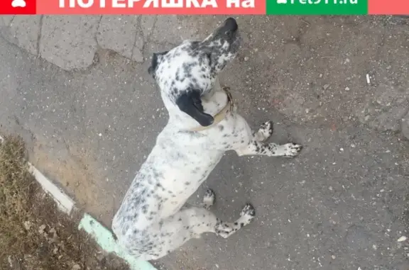 Найден домашний пес на ул. Сен-Симона в Астрахани