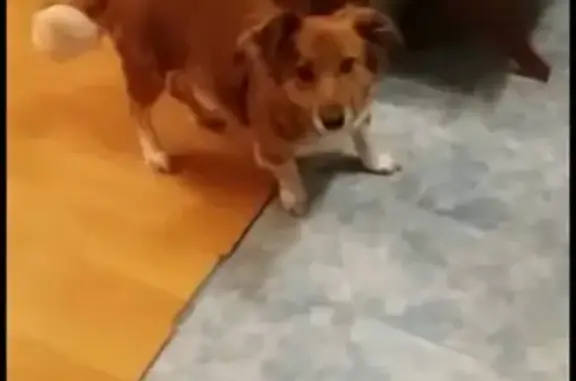 Собаки потеряшки, Омск, фото: Потеряшка собака Рич в Омске, ищем!