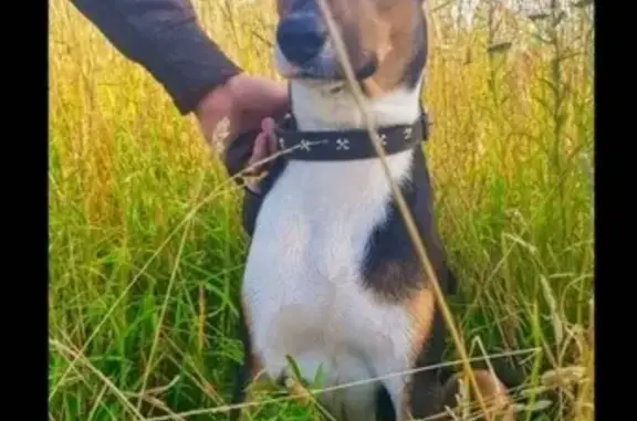 Собаки потеряшки, Ола, фото: Потеряшка собака на ул. Чехова и Комсомольская в г. Йошкар-Оле!