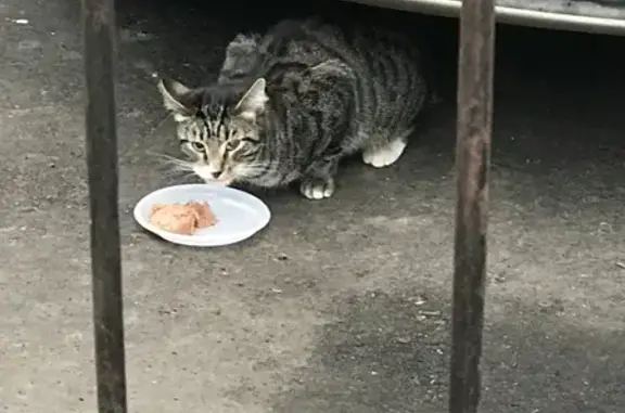 Найдена кошка у дома 23 на 15-ой Парковой