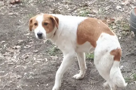 Собака найдена в Таганроге, травмирована и замёрзла.
