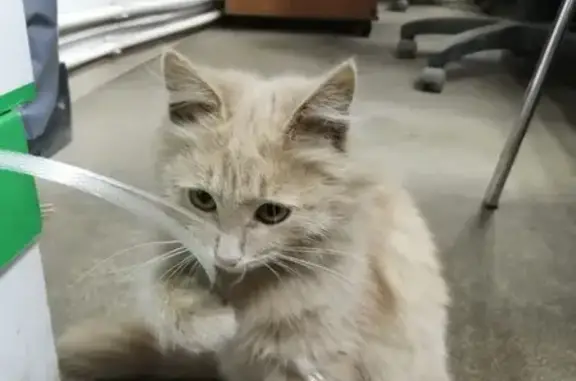 Найден котик в Дзержинском МО, ищет дом
