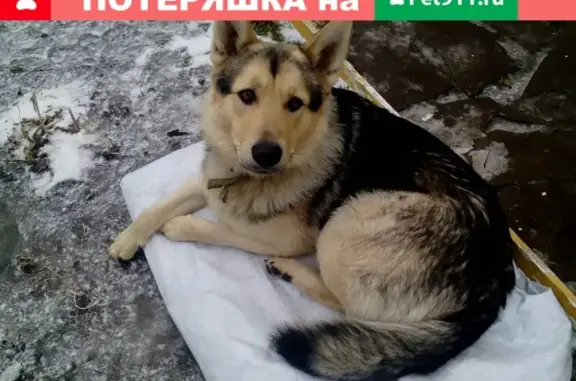 Найдена собака в Петрищево, Тульская область