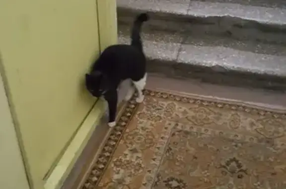 Найдена кошка на Ленинградском пр-те.