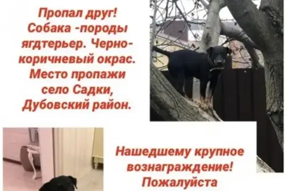 Пропала собака Цезарь в Волгограде