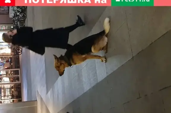 Собака найдена на Ярцевской ул. 19, Москва