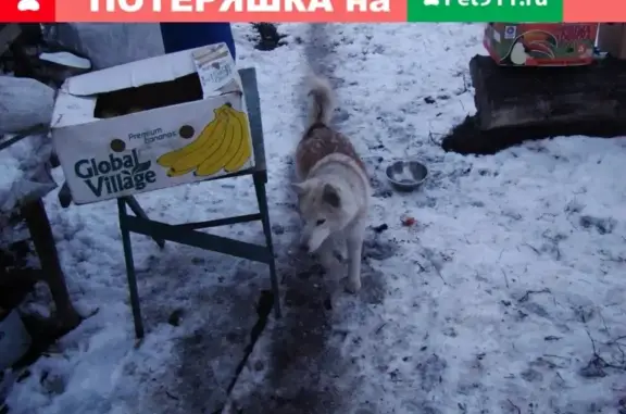 Найдена собака в Щигровском районе: молодая хаски