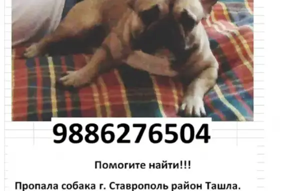 Потерянные животные Ставрополь, фото: Пропала собака Французик, пер. Весенний, Ставрополь.
