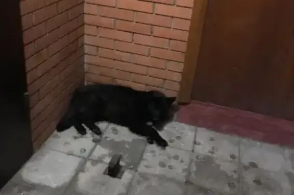 Найден чёрный пес у дома 49 в Люберцах