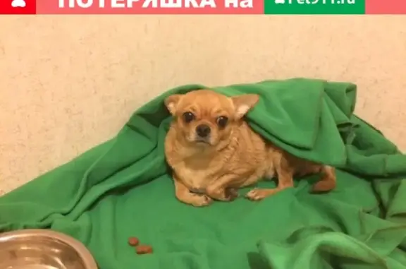 Найдена собака на ул. Люблинская, 124 в Москве