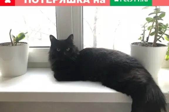 Найден кот возле Можайского шоссе и МКАД (Москва)