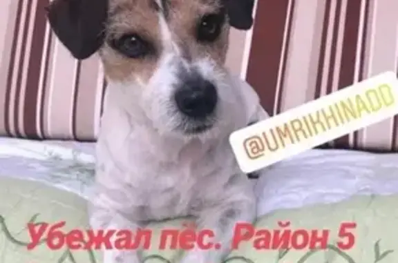 Пропала собака Джек на ул. Ручейная 18, Новороссийск