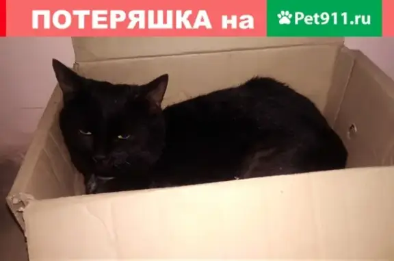 Найден упитанный кот Лукас в Воронеже