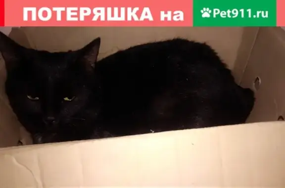 Найден упитанный кот с ошейником на улице Космонавтов