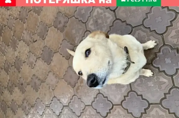 Найдена собака в СНТ Булатниково, ищем хозяев