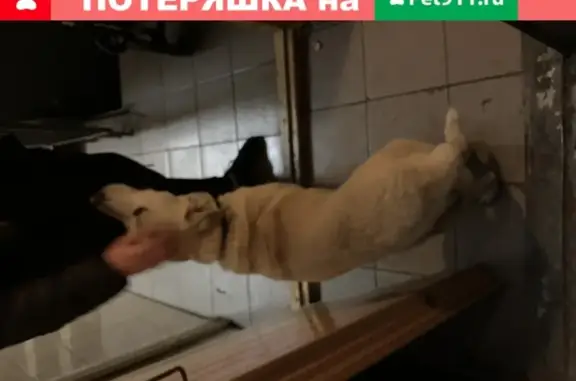 Найдена собака возле метро Ленинский проспект (Москва)